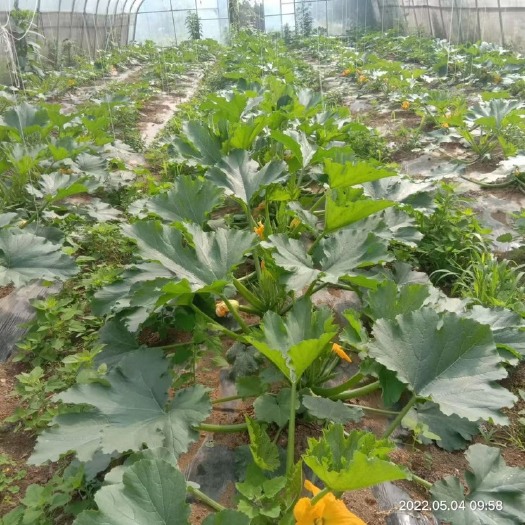 织金县优质西葫芦大量上市，新鲜，可口，量大