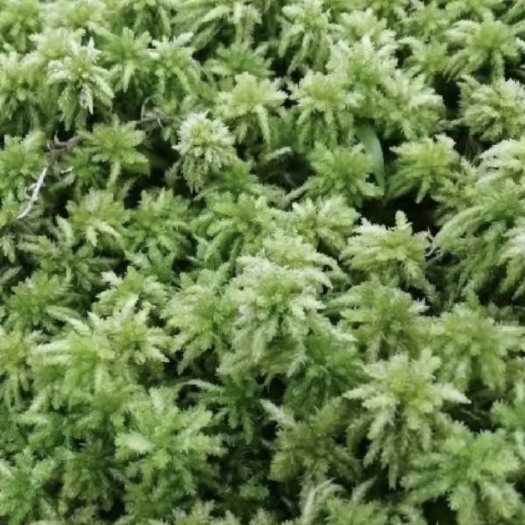 上海云南优质水苔藓