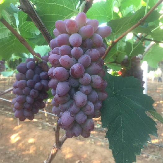 弥勒市茉莉香葡萄 产地直供  葡萄代办 货源充足