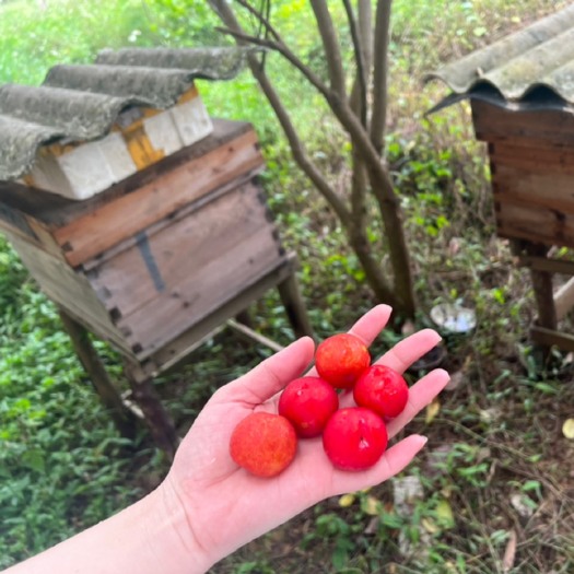 玉林纯蜂蜜。（百花蜜）价格可私聊单独谈…