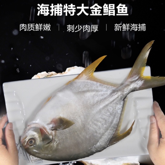 昆山市北海海捕大金鲳鱼（非养殖）