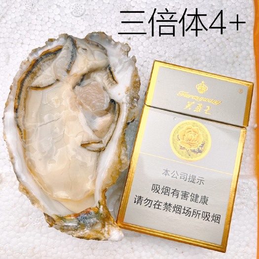 佛山生蚝原产地批发三倍体生蚝壳薄肉肥打冰可活5-7天刺身级别