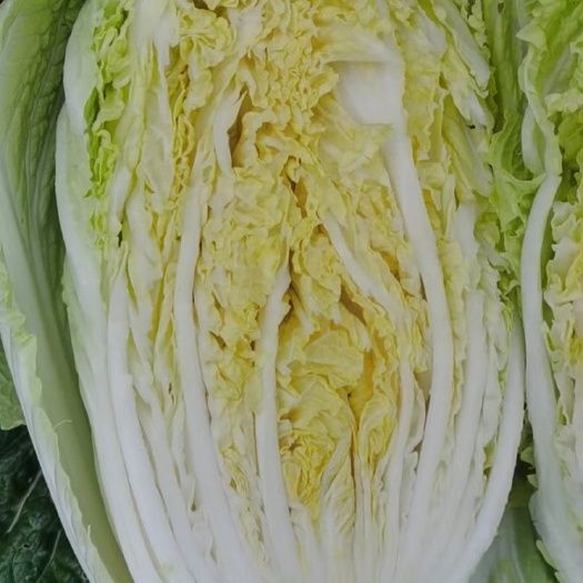 宿迁大白菜