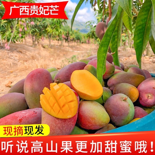 贵妃芒  电商一件代发，直播供货 社区团购