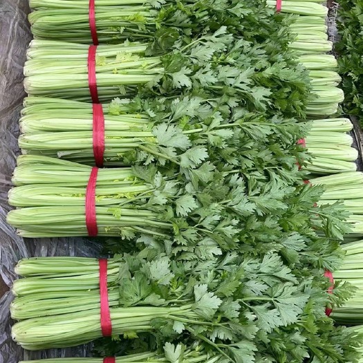 昌黎县河北秦皇岛精品中颗西芹产地，质量好长年供货可代收代发全国