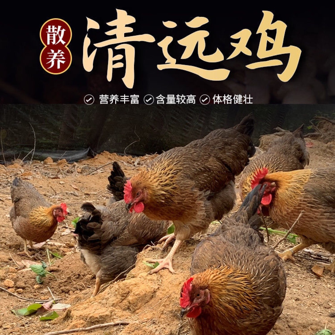 [麻鸡批发]两只480天新鲜老母鸡广东清远鸡农家散养土鸡/发2只整鸡