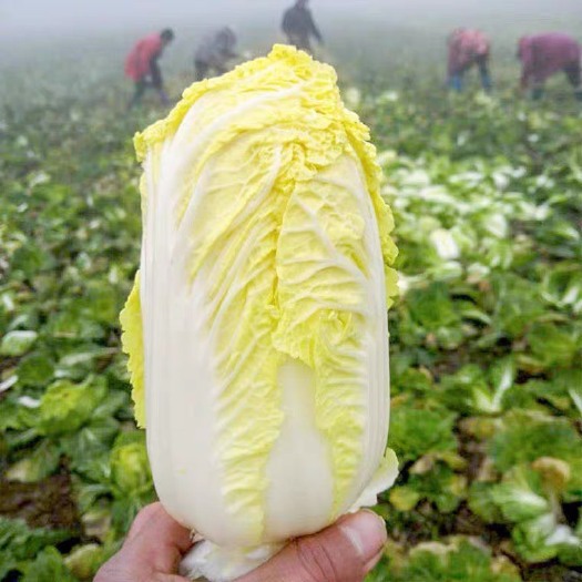农家自种大娃娃菜，高原红土地露天种植，口口生态味、糯香没有渣