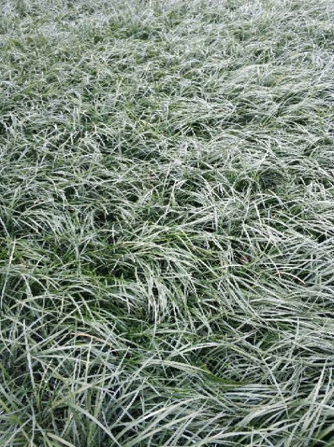 四川省三台县优质麦冬草苗 直发园林绿植