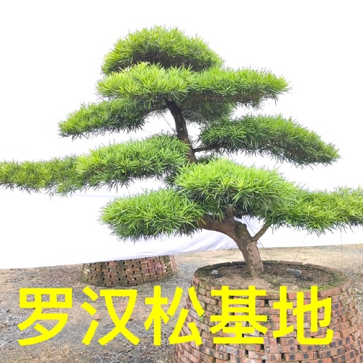 漳州罗汉松桩景日本罗汉松价格 造型国产罗汉松 迎客松批发