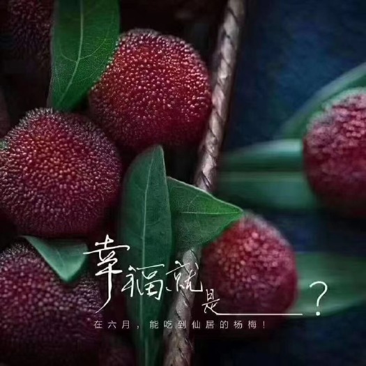 仙居县仙居东魁杨梅零售批发