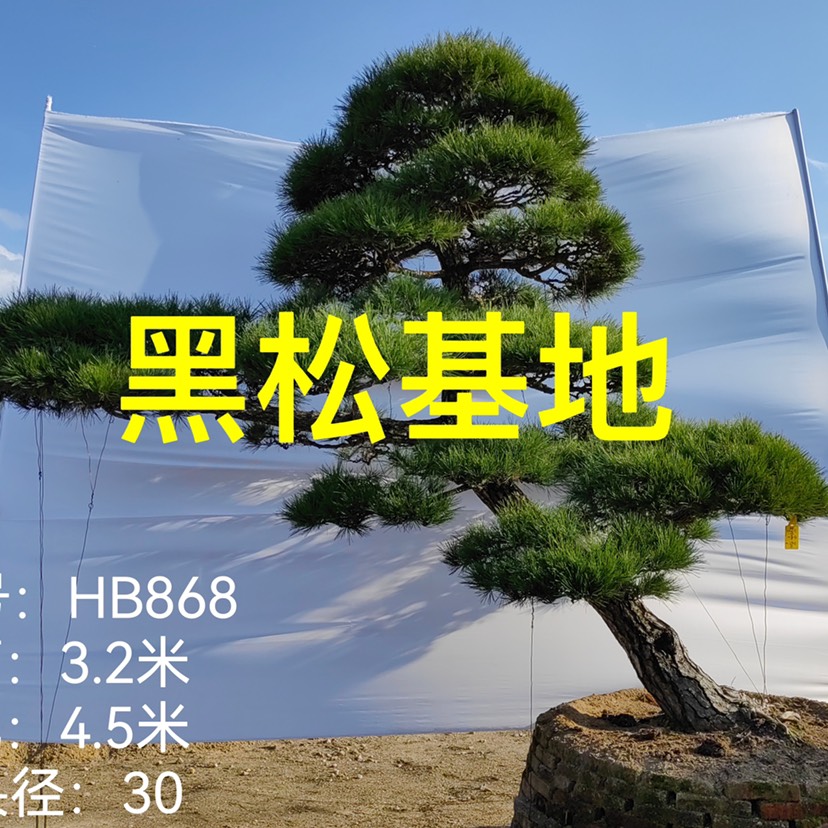 漳州造型黑松批发 黑松报价 日本黑松价格 别墅庭院造景树