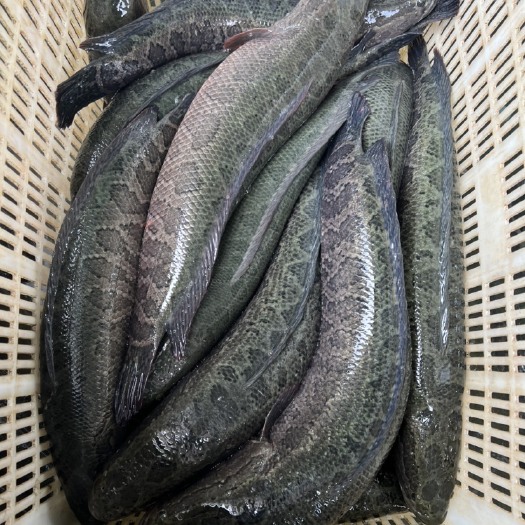 黑鱼垂钓专用，食用黑鱼，质量保证，价格优惠，成活率好