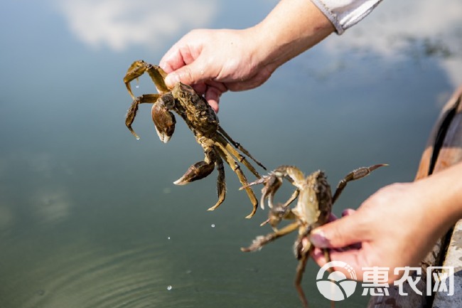 苏州市阳澄湖镇大闸蟹产地直发 顺丰冷链新鲜到家 精品礼盒