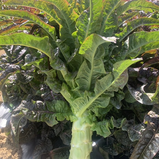 香格里拉香格里拉红叶莴笋