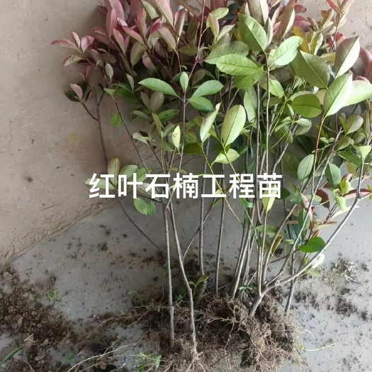 长沙红叶石楠工程苗