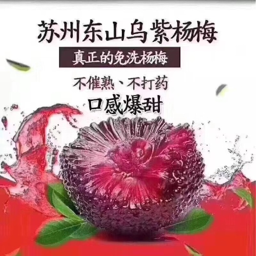 蘇州蘇州東山烏紫楊梅