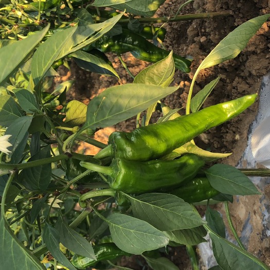 城固县线辣  菜辣