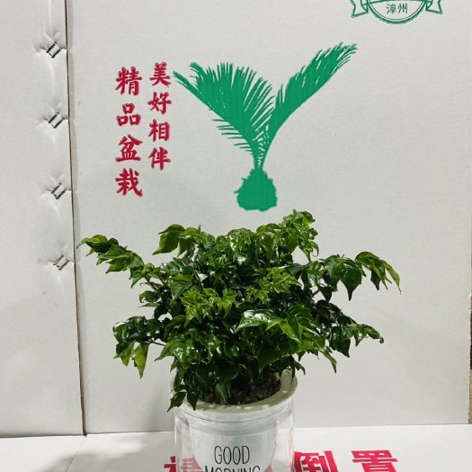 漳州幸福树水培11装95