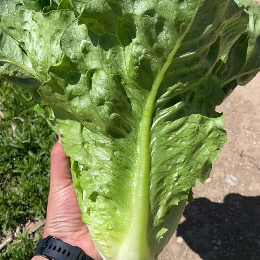 意大利生菜，刚刚好