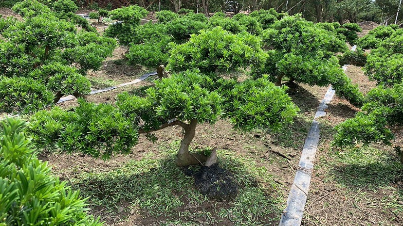 湛江小型罗汉松盆景批发，一千多棵，都是带弯的，量大价优。