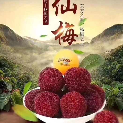 仙居县杨梅 东魁杨梅 荸荠杨梅 仙居东魁