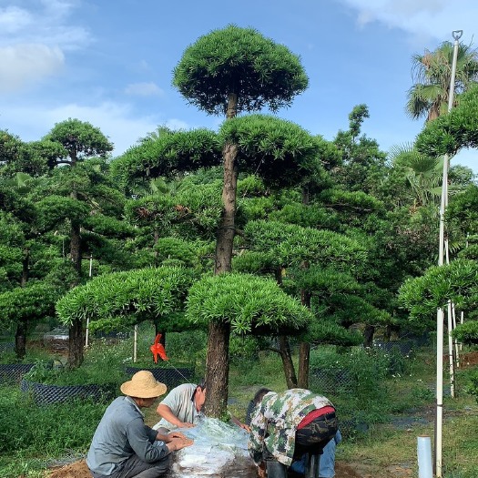 工程树，20-25公分。片厚