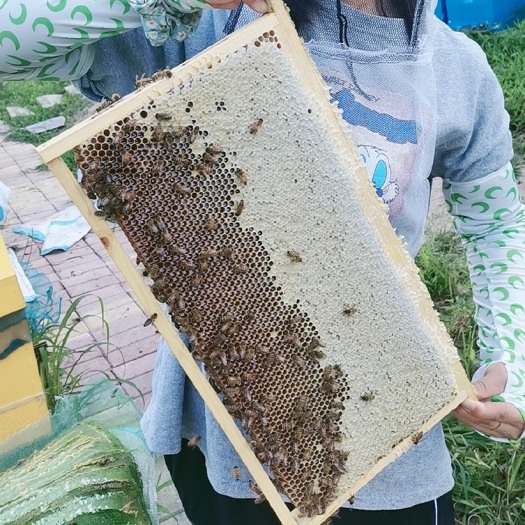 五常市东北黑蜂蜂蜜椴树百花雪蜜，大桶、瓶装批发，一件代发，贴牌代工
