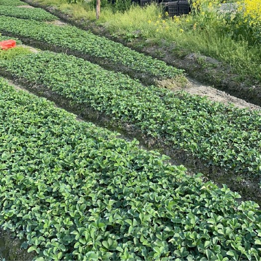 瓮安县50亩草莓苗育苗基地，2022年贵州高原草莓生产苗，开花早！