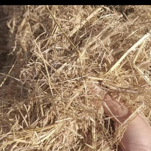 天津柔丝稻草