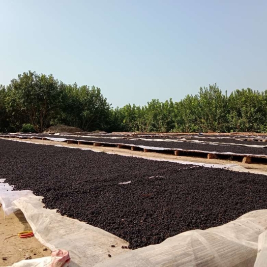 泊头市桑椹农户自己晒得，绿色天然 无加工无硫磺，一手货源价格有保证