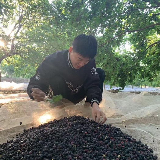泊头市桑葚 原产地