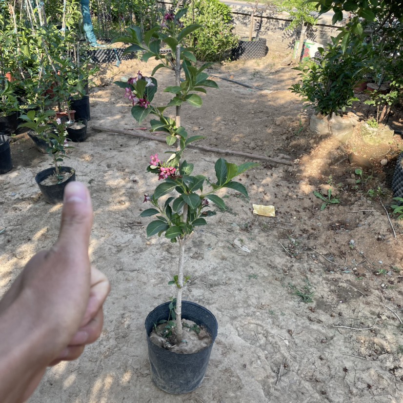 五彩锦带小苗 耐寒耐热南北方可种植 花期100天 可不间开花