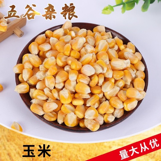 玉米酿酒饲料原料现货供应大玉米食品加工玉米