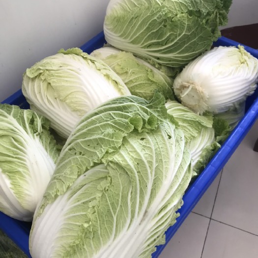 济宁黄心大白菜