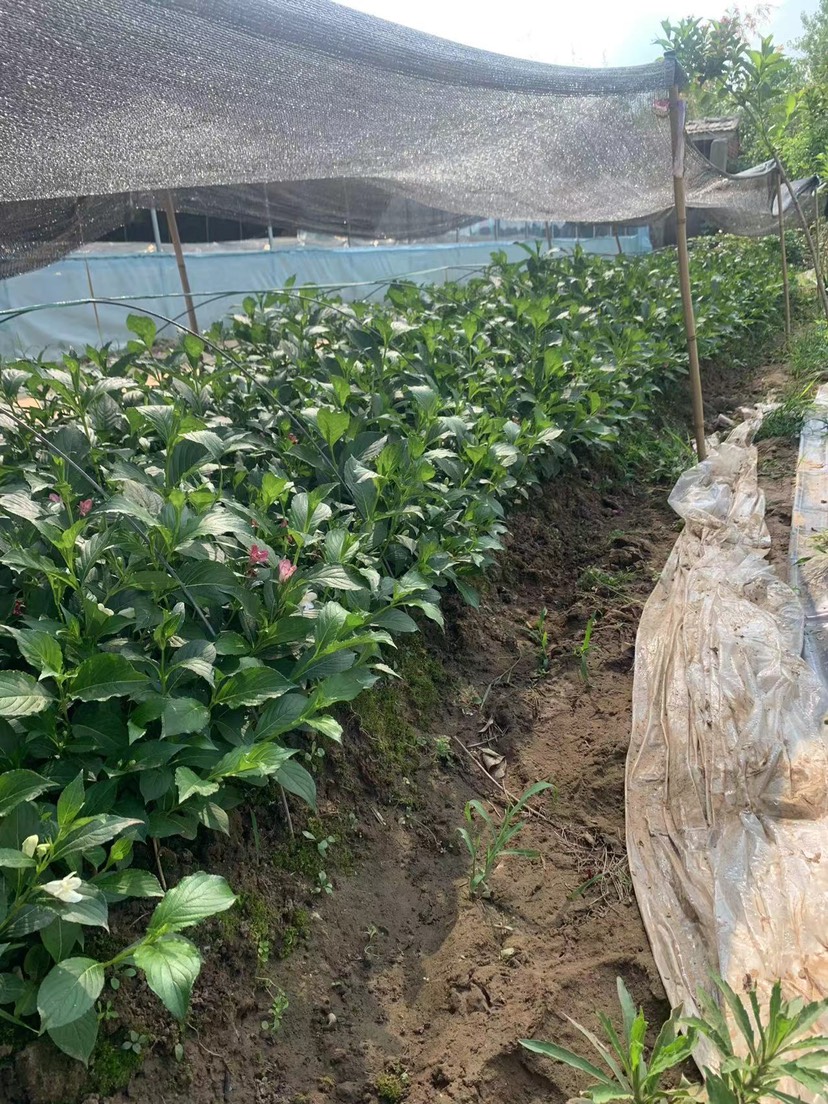 五彩锦带小苗 耐寒耐热南北方可种植 花期100天 可不间开花