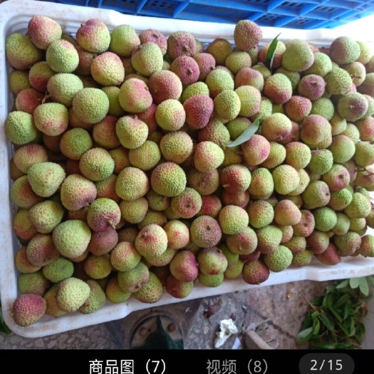 廉江市广东省妃子笑荔枝产地一手货源实力代办货源充足质量有保证诚信第