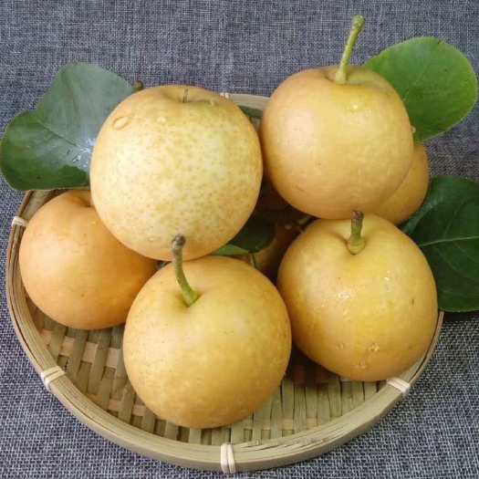 新丰县翠玉梨