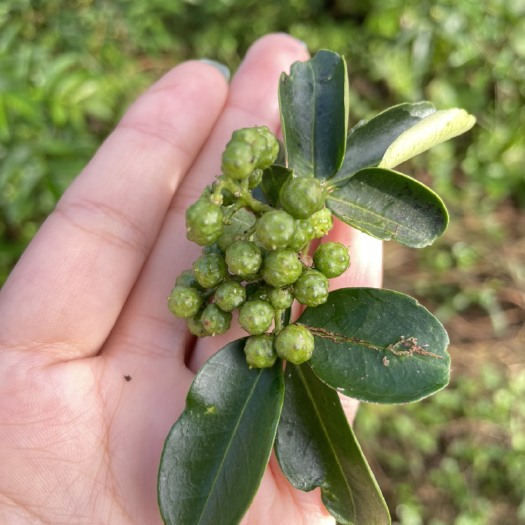 永仁县青花椒 藤椒