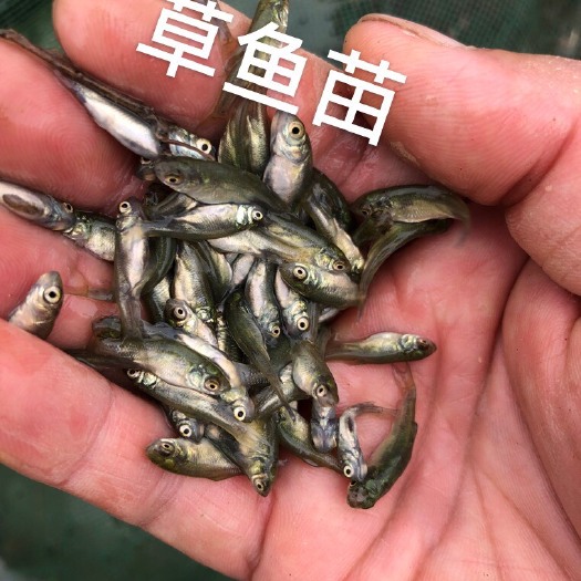 常州草鱼夏花 皖鱼苗乌仔 夏片 鱼苗 江苏常州大量供应