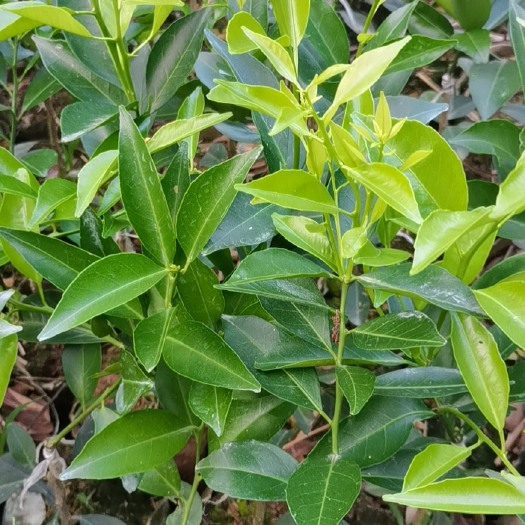台山市新会茶枝柑苗