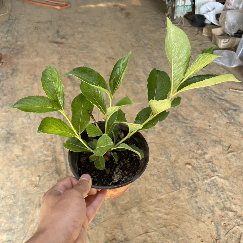 五彩锦带小苗 耐寒耐热南北方可种植 花期100天 可不间开花