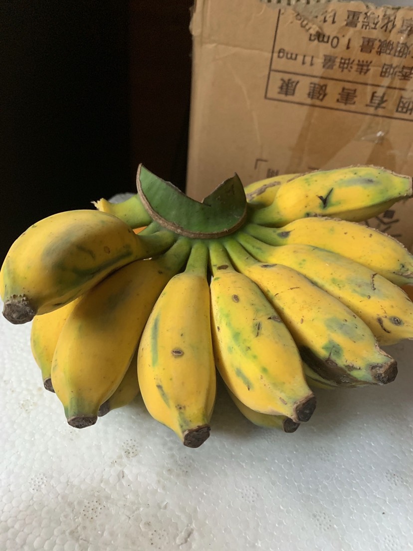 广西小米蕉鸡蕉酸甜小香蕉精选装一件代发