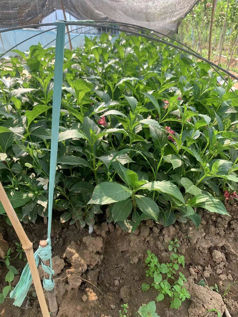 五彩锦带小苗 耐寒耐热南北方可种植 花期100天 可不间开花