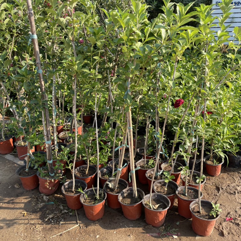 五彩锦带小苗 耐寒耐热南北方可种植 花期100天 可不间开花