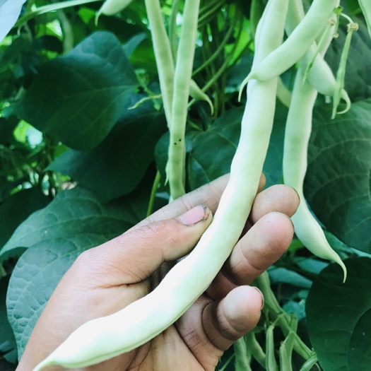 灯塔市白芸豆白豆角白不老白条豆角新开园