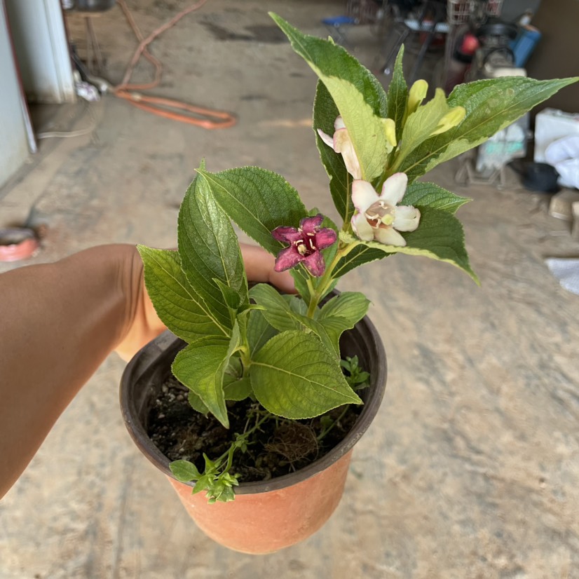 五彩锦带小苗 耐寒耐热南北方可种植 花期100天 可不间开花