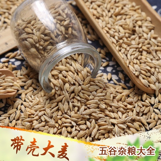 带壳大麦饲料酿酒发芽现货供应大麦农作谷物五谷杂粮