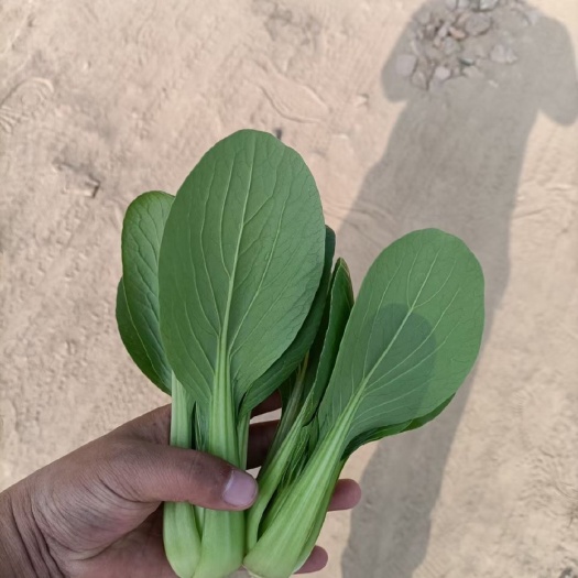 曹县精品，上海青