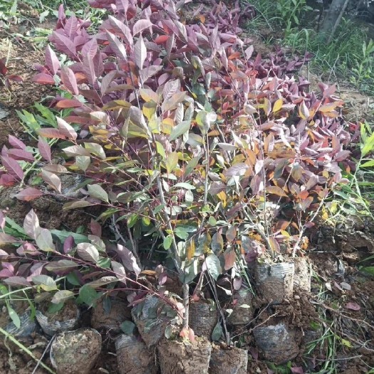 沭阳县红叶石楠