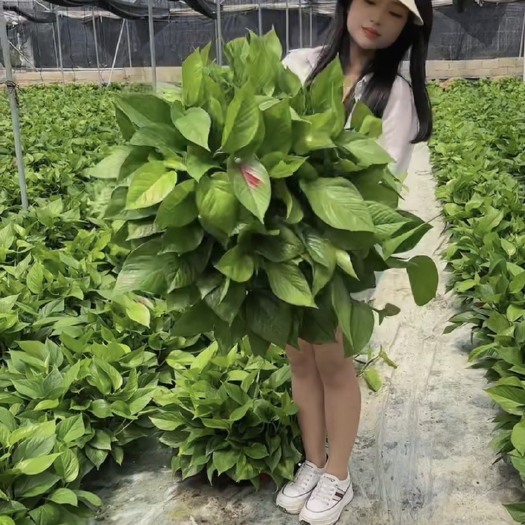 广州八角，110#白盆，红盆，大盆都有货